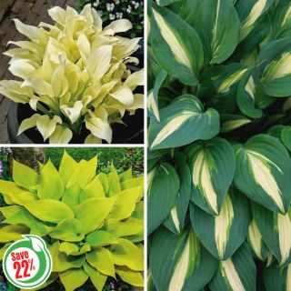 Hosta Collection 1 Thumbnail